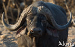 Cape buffalo (Syncerus caffer)