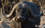 Kaapse buffel (Syncerus caffer)