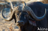 Kaapse buffel (Syncerus caffer)