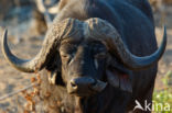 Kaapse buffel (Syncerus caffer)