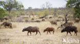 Cape buffalo (Syncerus caffer)