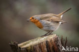 European Robin (Erithacus rubecula)