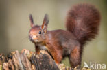 Red Squirrel (Sciurus vulgaris)