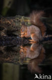 Red Squirrel (Sciurus vulgaris)