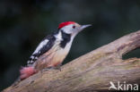 Middelste Bonte Specht (Dendrocopos medius)