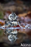 Crested Tit (Parus cristatus)