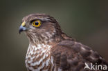 Sparrow Hawk (Accipiter nisus)