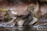 Sparrow Hawk (Accipiter nisus)