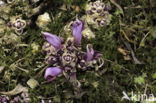 Purple Toothwort (Lathraea clandestina)