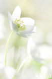 Wood Anemone (Anemone nemorosa)