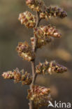 Wilde gagel (Myrica gale)