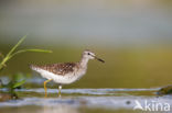 Wood Sandpiper (Tringa glareola)