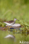 Wood Sandpiper (Tringa glareola)