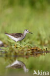 Wood Sandpiper (Tringa glareola)