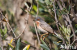 Subalpine Warbler (Sylvia cantillans)