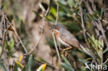 Subalpine Warbler (Sylvia cantillans)