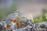 Wood Lark (Lullula arborea)