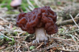 Voorjaarskluifzwam (Gyromitra esculenta)