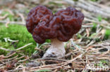 Voorjaarskluifzwam (Gyromitra esculenta)