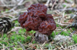 Voorjaarskluifzwam (Gyromitra esculenta)