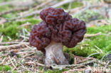 Voorjaarskluifzwam (Gyromitra esculenta)