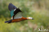 Casarca (Tadorna ferruginea)