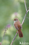 Cetti s Zanger (Cettia cetti)