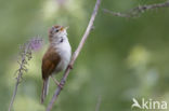 Cetti s Warbler (Cettia cetti)