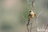 Cirlgors (Emberiza cirlus)