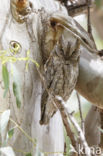 European Scops-Owl (Otus scops)