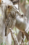 European Scops-Owl (Otus scops)