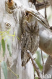 European Scops-Owl (Otus scops)