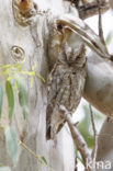 European Scops-Owl (Otus scops)