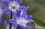 Grote sneeuwroem (Scilla siehei)