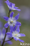 Grote sneeuwroem (Scilla siehei)