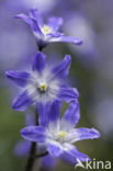 Glory-of-the Snow (Scilla siehei)