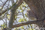 Little Owl (Athene noctua)