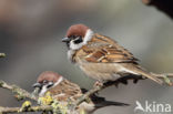 Eurasian Tree Sparrow (Passer montanus)