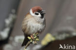 Eurasian Tree Sparrow (Passer montanus)