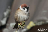 Ringmus (Passer montanus)