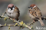 Eurasian Tree Sparrow (Passer montanus)