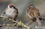 Eurasian Tree Sparrow (Passer montanus)