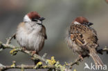 Eurasian Tree Sparrow (Passer montanus)