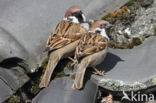 Eurasian Tree Sparrow (Passer montanus)