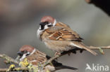 Eurasian Tree Sparrow (Passer montanus)