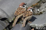 Eurasian Tree Sparrow (Passer montanus)