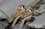 Eurasian Tree Sparrow (Passer montanus)