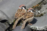 Eurasian Tree Sparrow (Passer montanus)