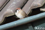 Eurasian Tree Sparrow (Passer montanus)