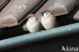 Eurasian Tree Sparrow (Passer montanus)